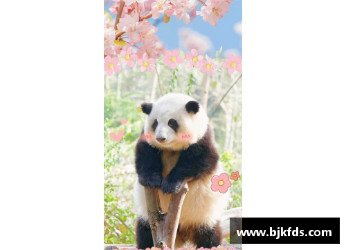 体育明星亲密接触熊猫花花背后的趣事与感动